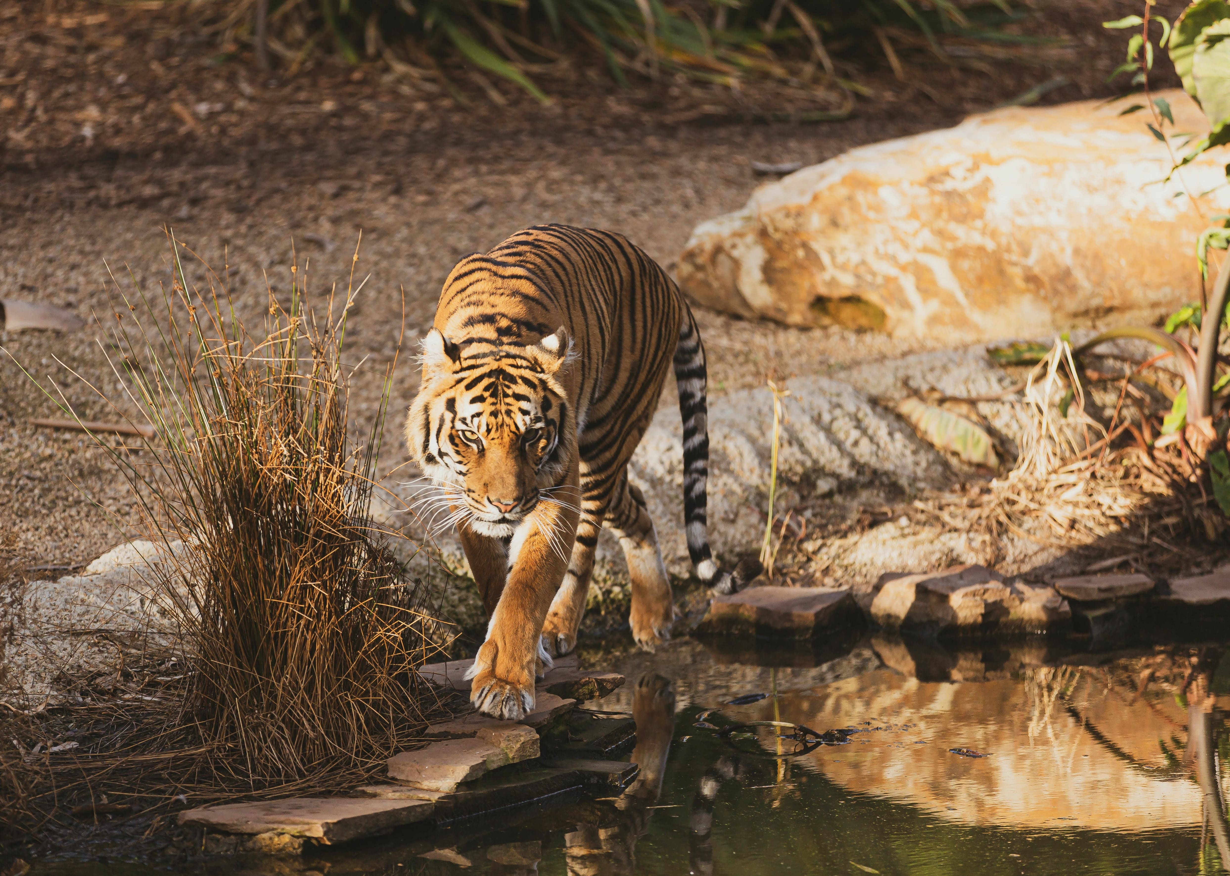 Ranthambore wildlife safari Rajasthan